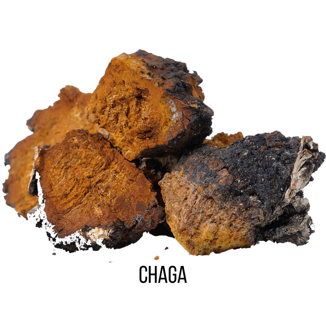 CBD Infusions Mushroom Capsules Chaga Image