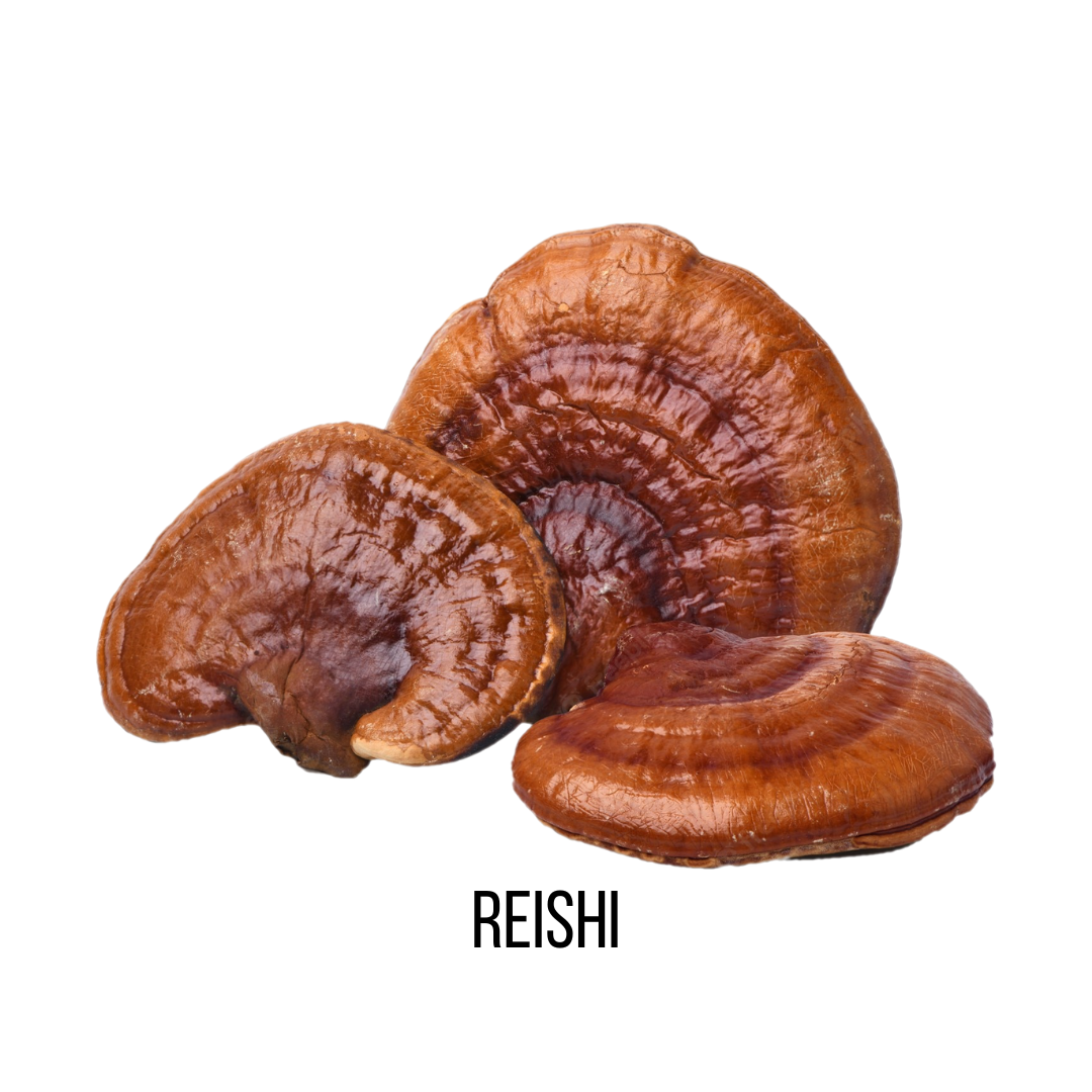 CBD Infusions Mushroom Capsules Reishi Image