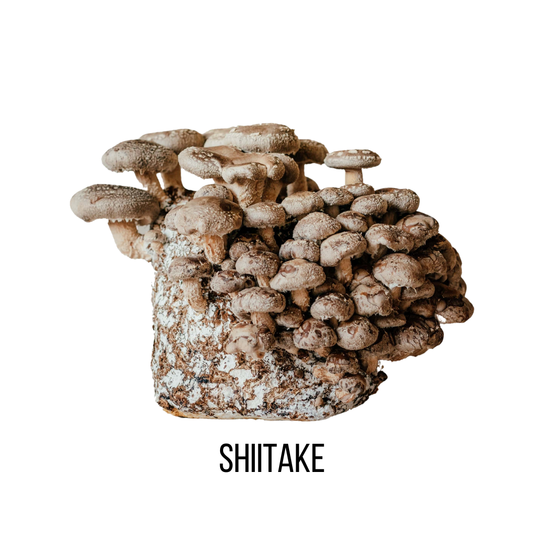 CBD Infusions Mushroom Capsules Shiitake Image